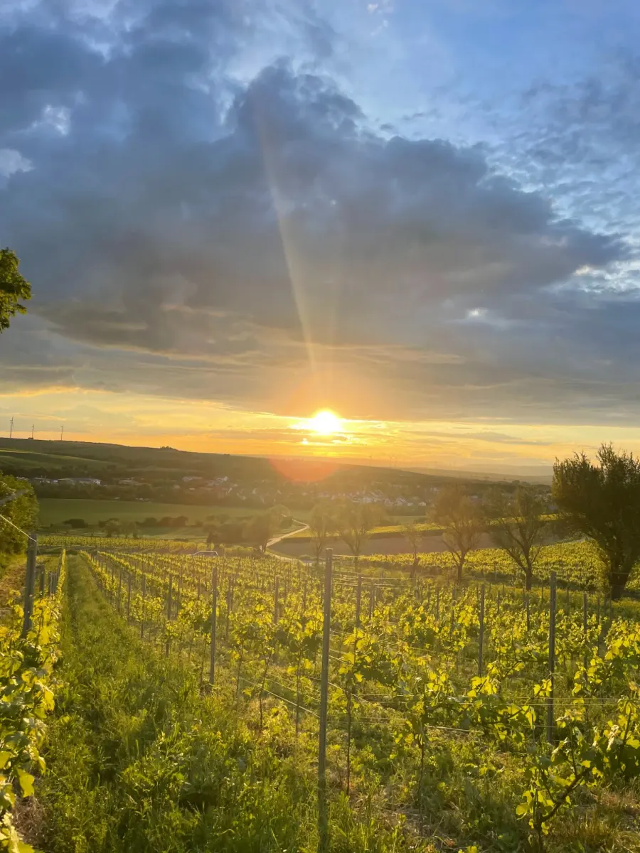 Weinberg am kleinen Faulborn in Albig bei Sonnenuntergang