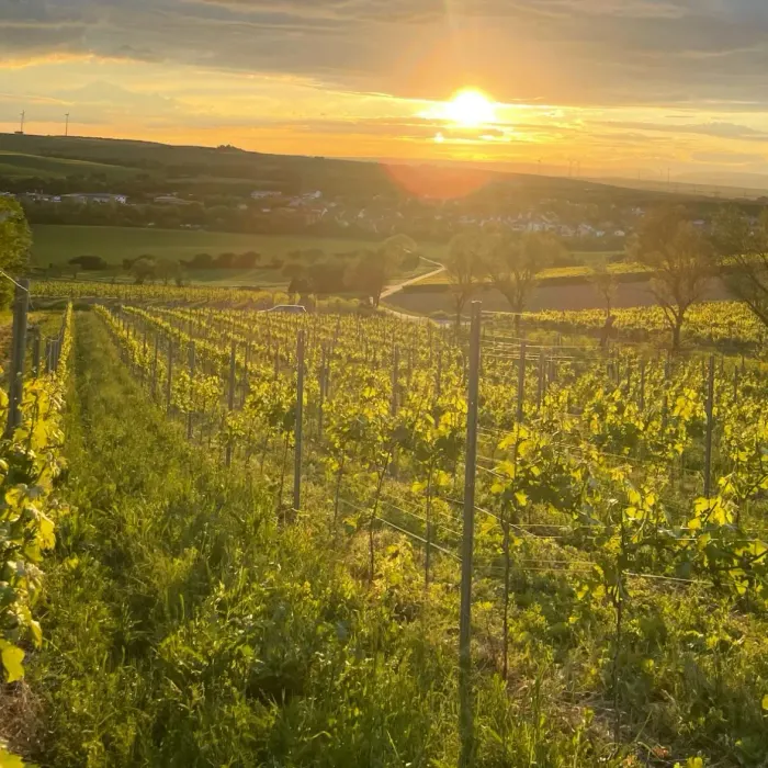 Reben im Abendlicht in Rheinhessen